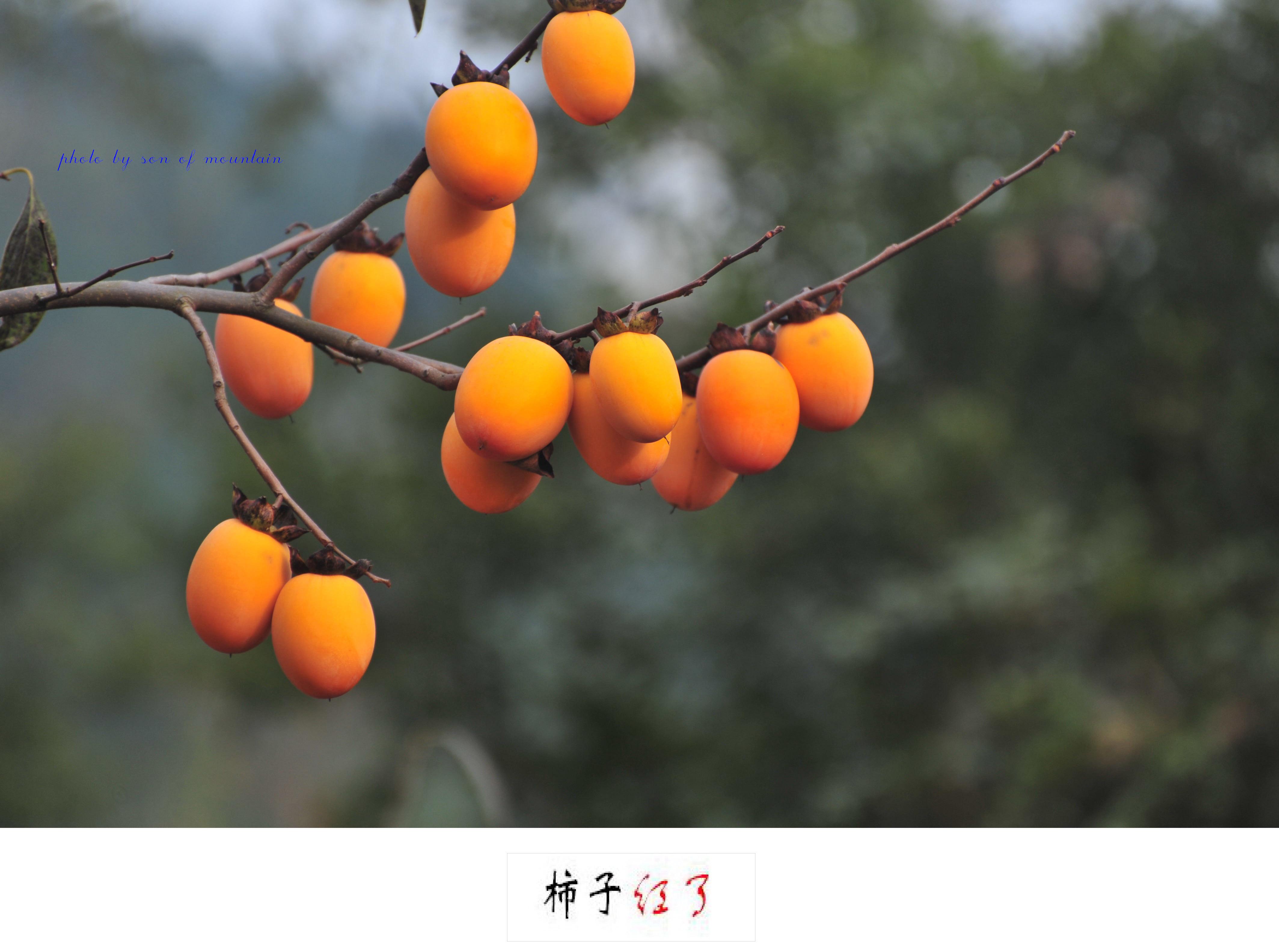 柿子红了