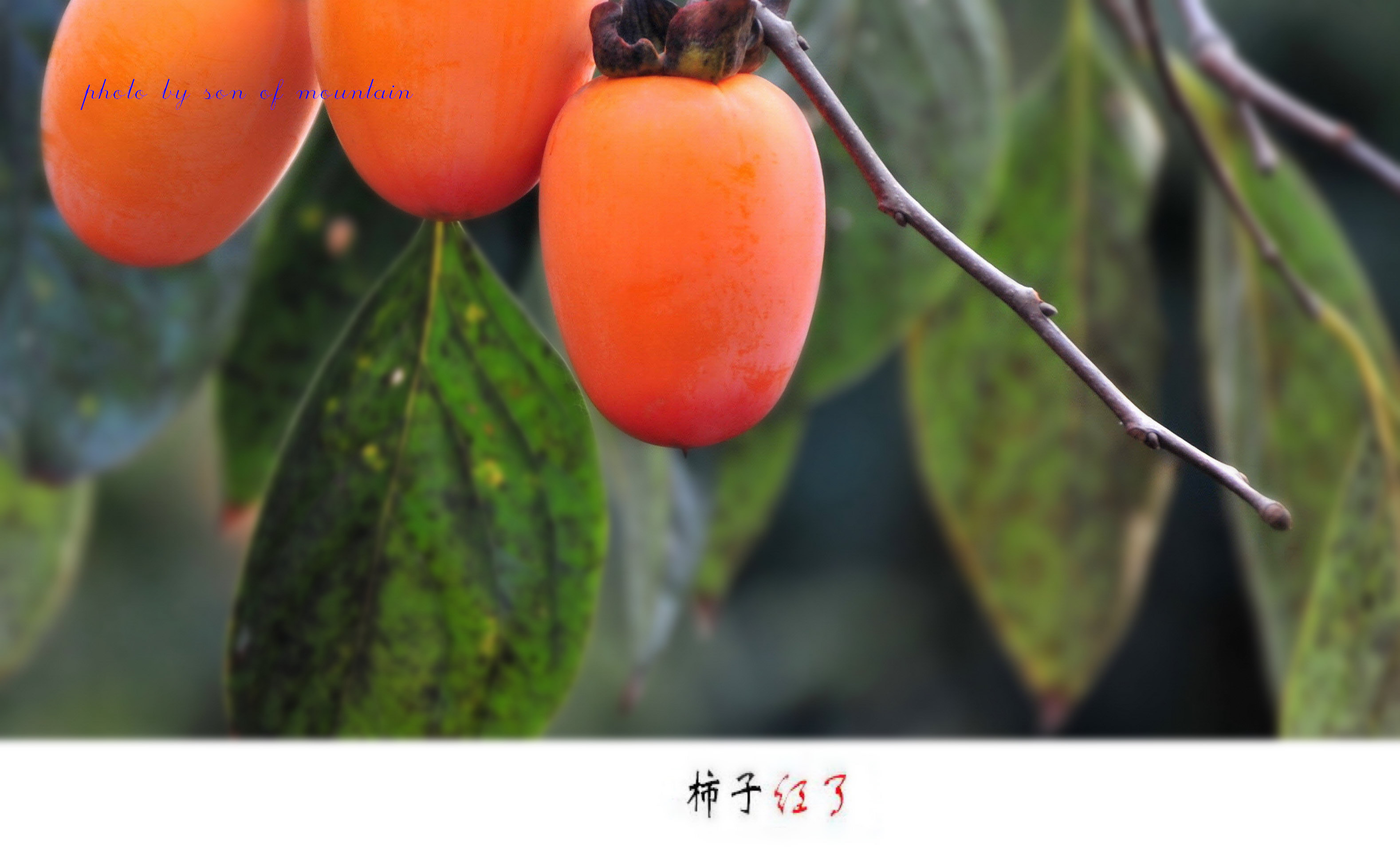 【柿子红了摄影图片】路边生态摄影_大山的儿子_电脑