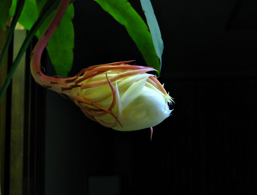 昙花