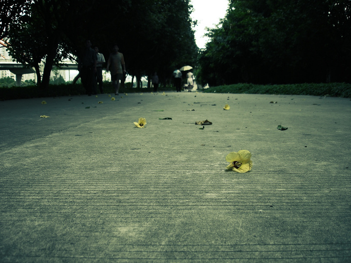 【孤零的落叶与孤单的背影摄影图片】公园纪实