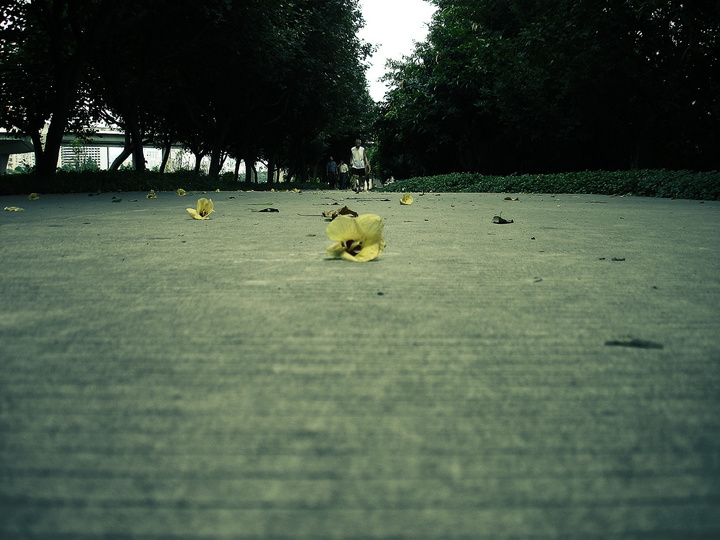【孤零的落叶与孤单的背影摄影图片】公园纪实
