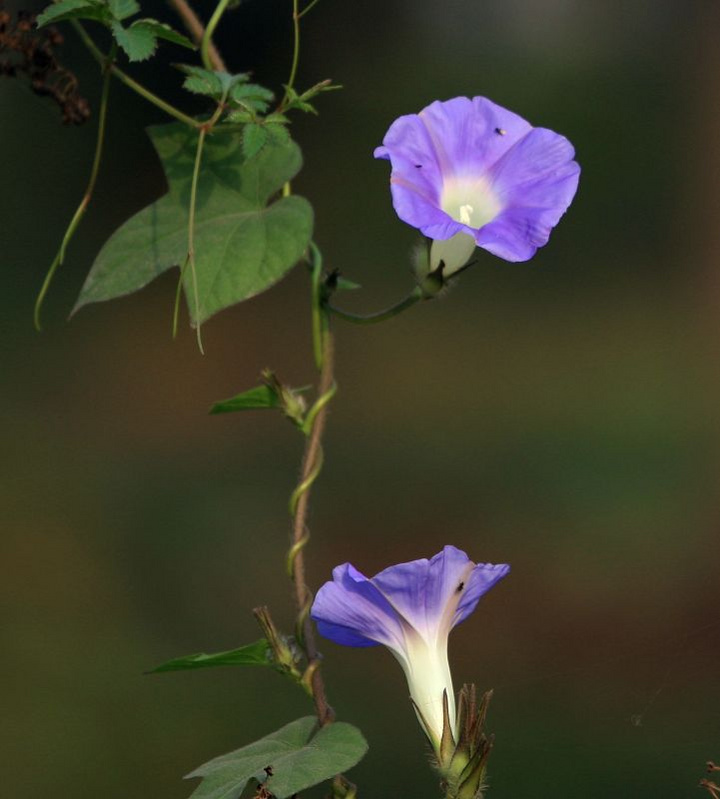 【蓝色牵牛花摄影图片】菱角湖公园生态摄影_太平洋网