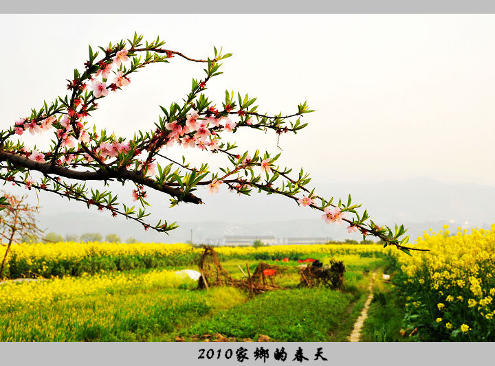 2010家乡的春天