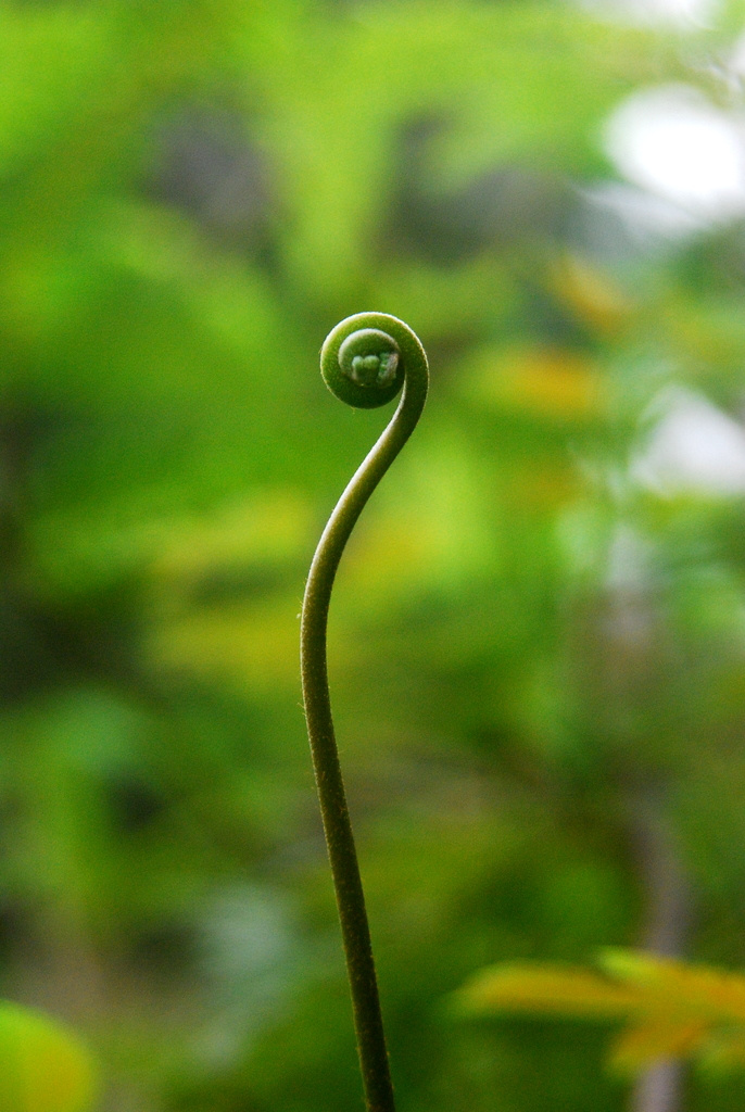小芒草醒了