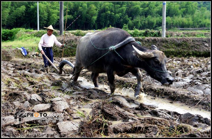 【春耕图摄影图片】绍兴生态摄影