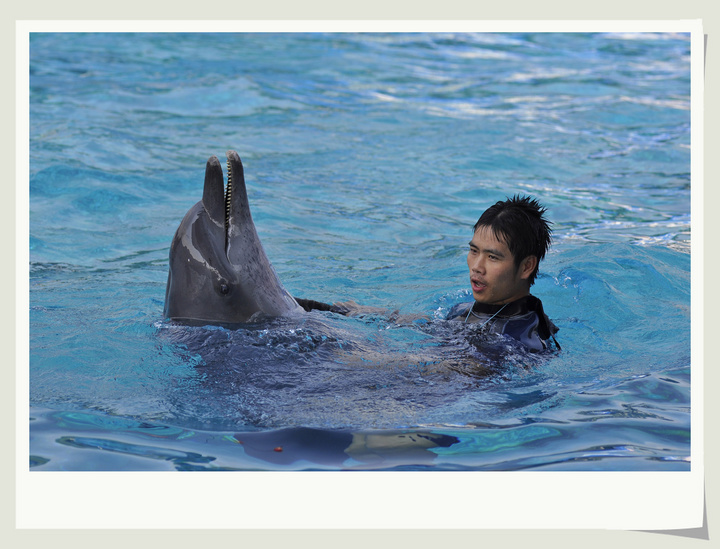 【深圳海洋世界-海豚小丑与比基尼摄影图片】