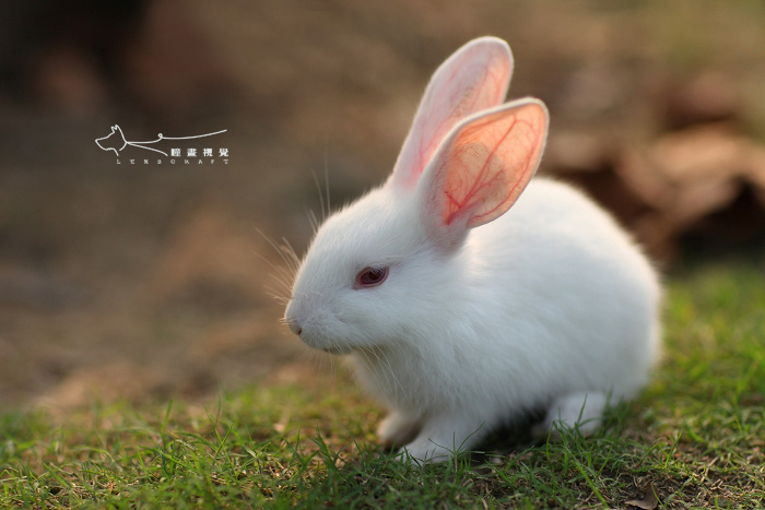 【茕茕白兔(一)摄影图片】常州淹城野生动物园生态_网