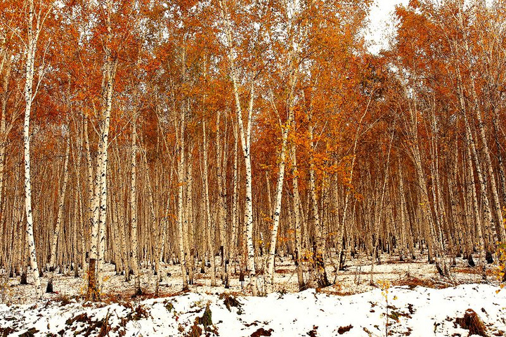 【雪中的白桦树摄影图片】小兴安岭生态摄影
