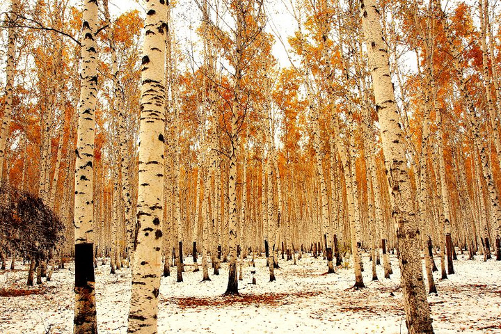 【雪中的白桦树摄影图片】小兴安岭生态摄影_太平洋电脑网摄影部落