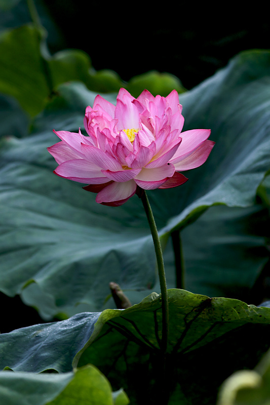 【荷花摄影图片】景德镇生态摄影_独钓秋江枫_太平洋