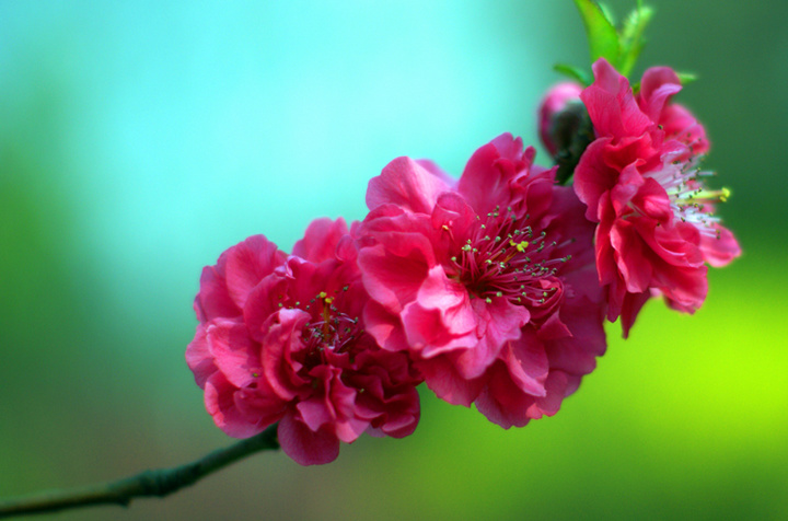百花争艳