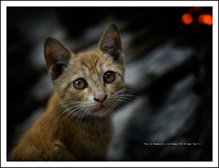 【那一只犹豫的猫摄影图片】广西都安县生态摄