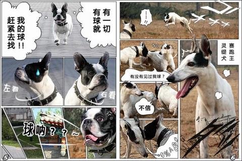 【漫画宠物真狗秀】肥牛寻球记腌制过的咸鸭腿图片
