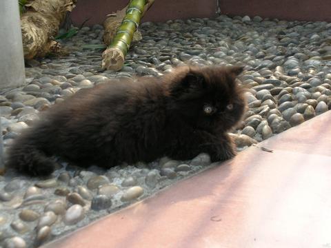 【12月之星】我家的猫宝贝,阿财~黑色波斯猫哦