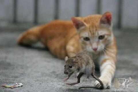 猫和老鼠在街头跳探戈实拍