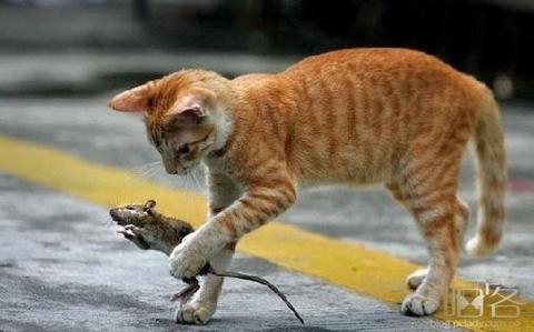 猫和老鼠在街头跳探戈实拍