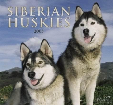 雪橇犬哈士奇与阿拉斯加雪橇犬的区别