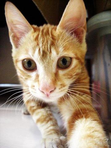 美短纹奶人橘猫。圆圆(已送出)
