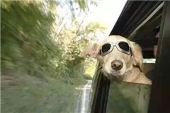 車內(nèi)異味能致癌！想多活幾年趕緊試試這招...