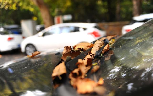 落叶无情，这小小树叶对于你的汽车原来危害这么大