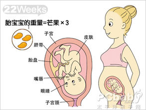 【怀孕22周】怀孕二十二周胎儿图,怀孕22周吃