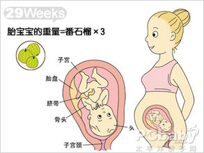 【怀孕29周】怀孕二十九周胎儿图,怀孕29周吃