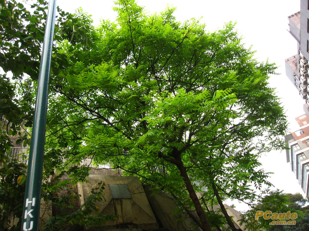 香港大学随拍(风景&靓车)_朗逸论坛_朗逸车友