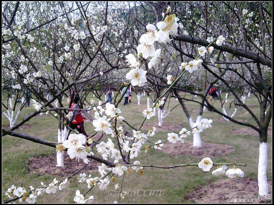 萝岗香雪梅花节 游记!