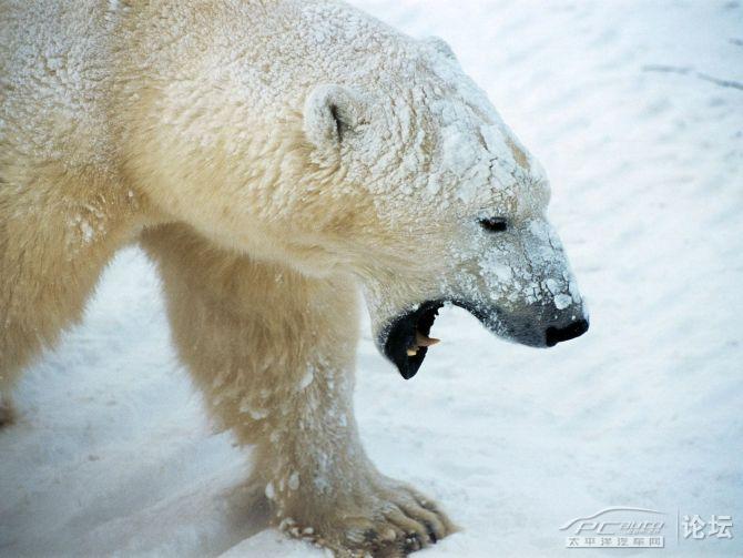 霸气天王——北极熊