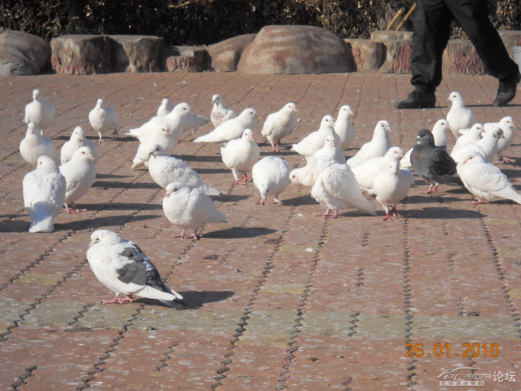 大连森林动物园的冬日景观