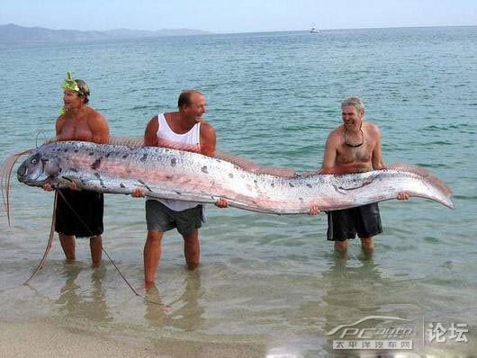 世界上最大最长的带鱼