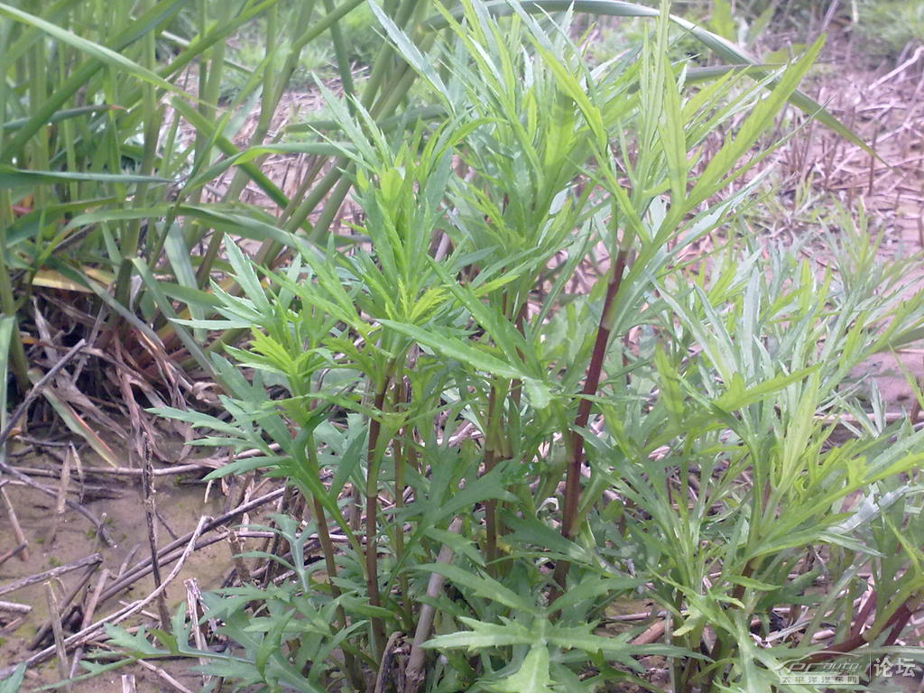 我的老家军山湖(也是鄱阳湖),看看风景摘摘黎蒿,家乡真的美