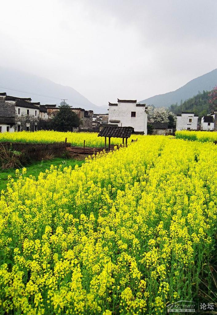 【清明旅游】4月3日-4日 江西婺源 赏油菜花,梯田 漫步休闲时光