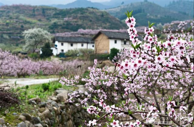 鸡犬相闻处,桃花始盛开_风神S30论坛_风神S3
