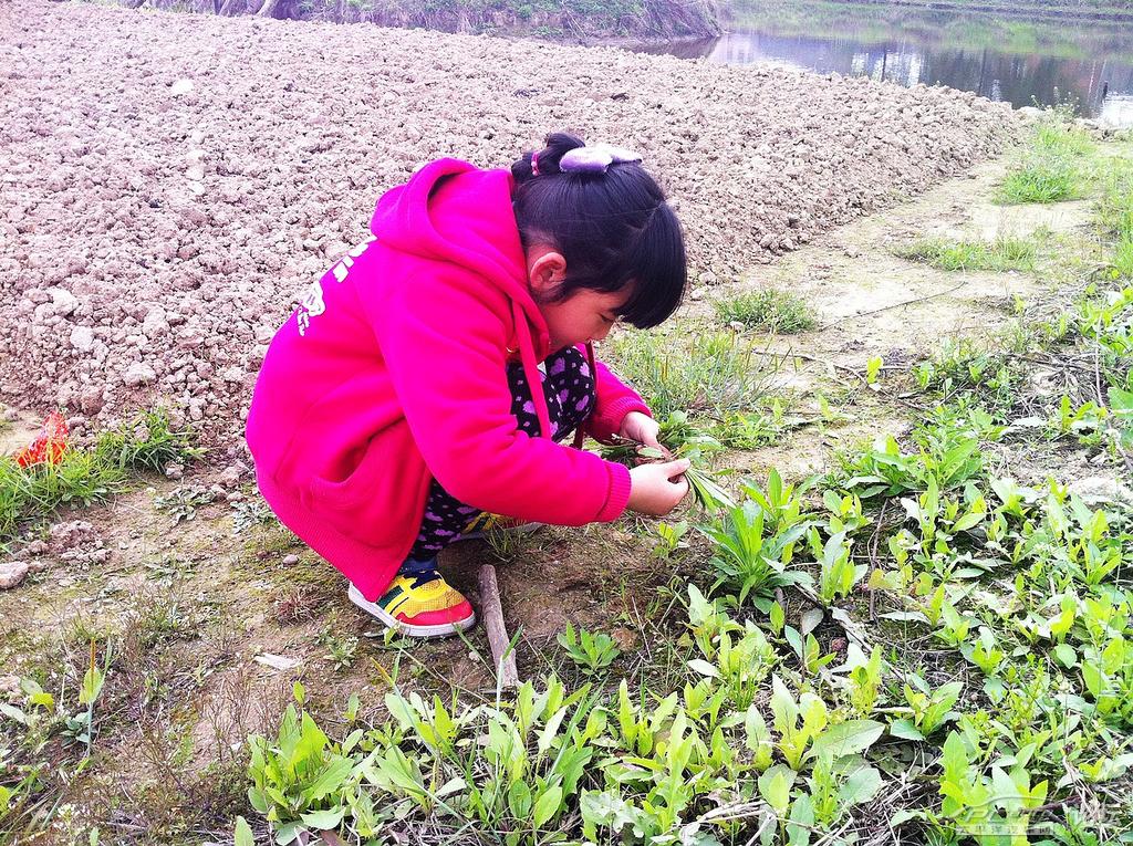 小姑娘很专注的挖野菜,艰苦朴素勤俭节约的优良作风 一点都不像她老爸