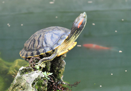 济南巴西龟泛滥威胁大明湖生物链