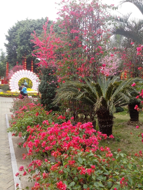 乘动车东风,深圳东湖公园赏花过春节