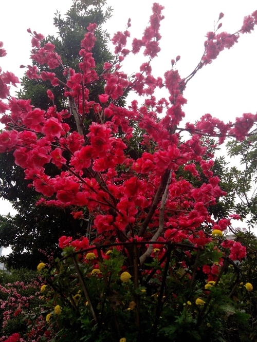 乘动车东风,深圳东湖公园赏花过春节