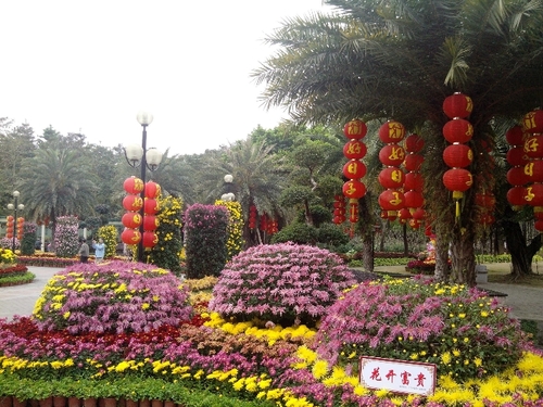 乘动车东风,深圳东湖公园赏花过春节