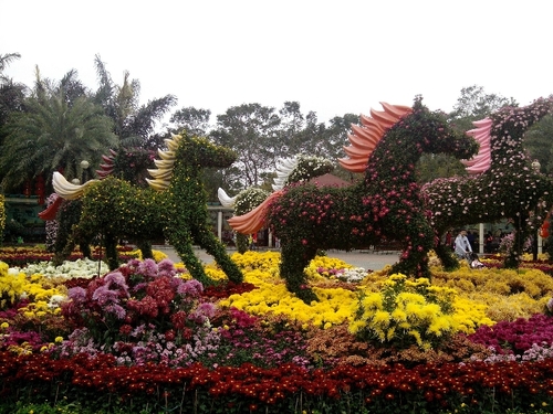 乘动车东风,深圳东湖公园赏花过春节