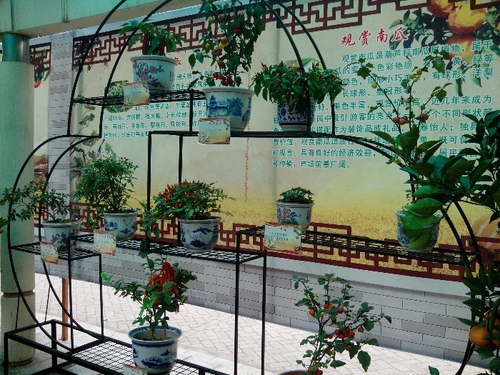 乘动车东风,深圳东湖公园赏花过春节