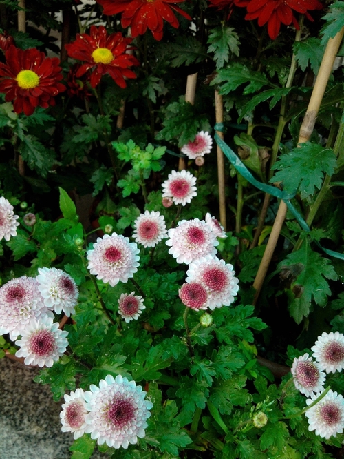乘动车东风,深圳东湖公园赏花过春节