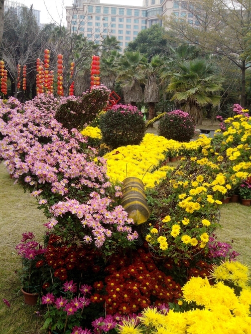 乘动车东风,深圳东湖公园赏花过春节
