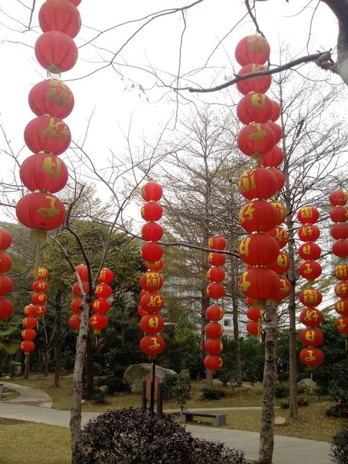 乘动车东风,深圳东湖公园赏花过春节