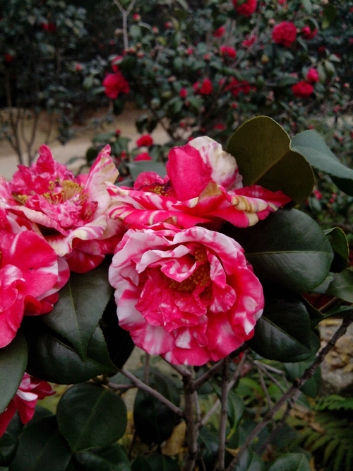 乘动车东风,深圳东湖公园赏花过春节