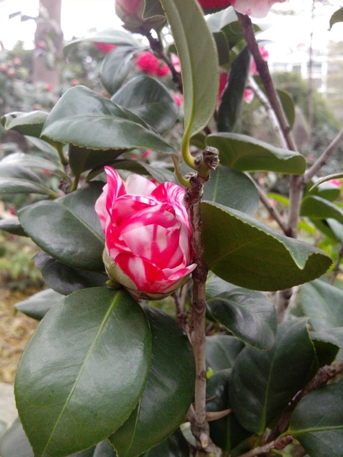 乘动车东风,深圳东湖公园赏花过春节