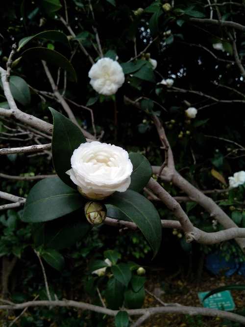 乘动车东风,深圳东湖公园赏花过春节