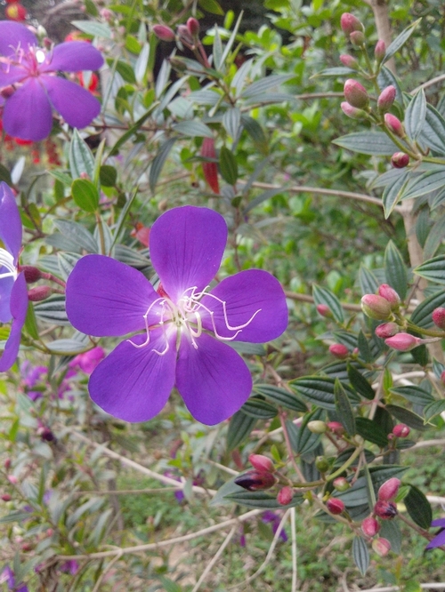 乘动车东风,深圳东湖公园赏花过春节