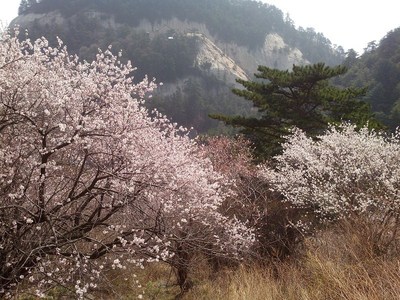 放宽心态,领悟五岳之首泰山和西岳华山_起亚K
