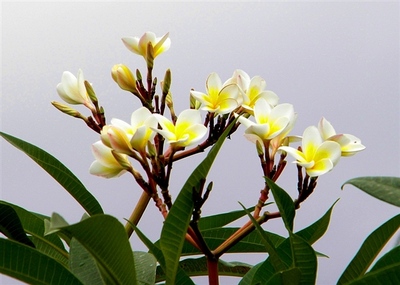 海南热带植物花卉欣赏